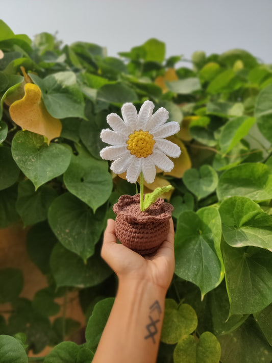 Daisy Pot