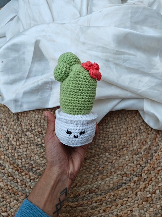 Cactus Pot