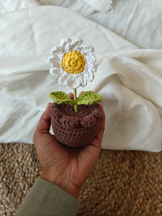 Mini Daisy Pot