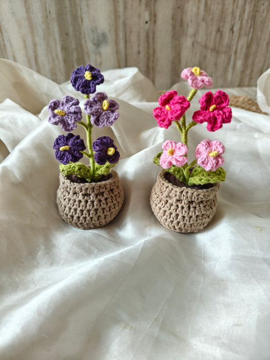 Forget me not flower pot